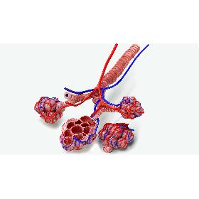 Bronchi Alveoli with Anatomical CrossSection 3D